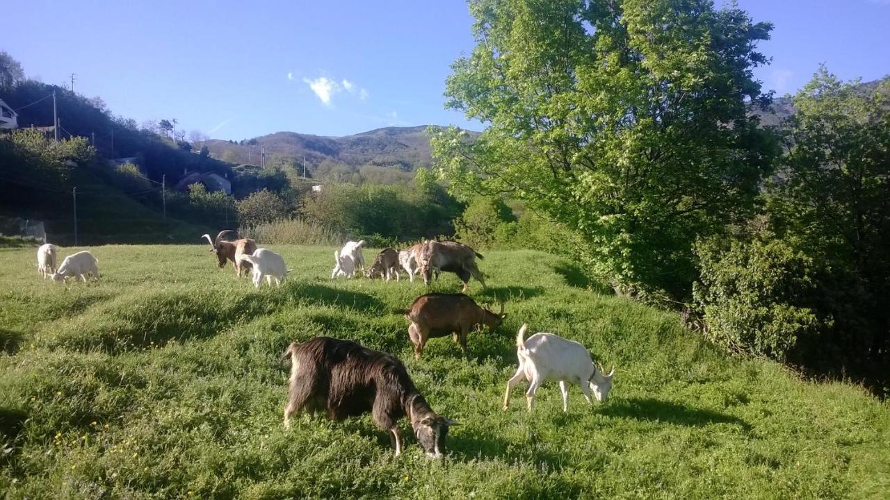 Agriturismo Grilla Βίλα Mele Δωμάτιο φωτογραφία